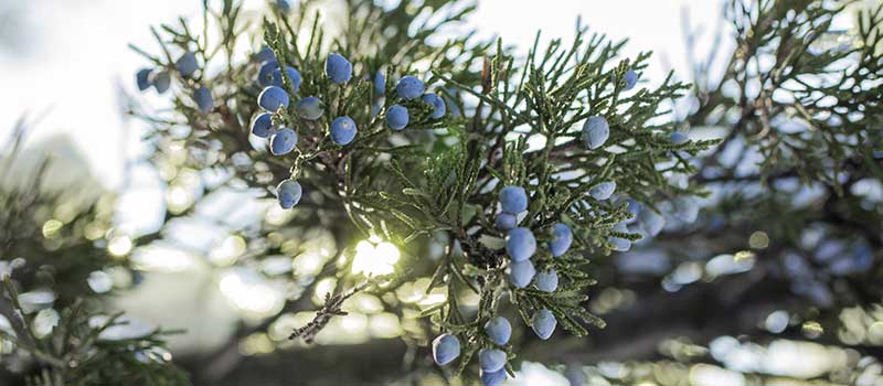 Juniper berries