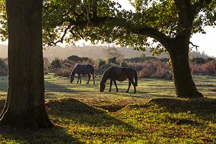 New Forest